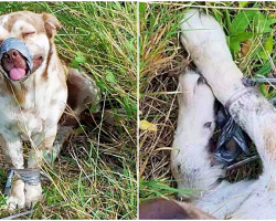 Dog Tied With Tubing, Mouth Taped Shut – Monster Not Yet Brought To Justice