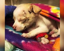 Tiniest stray puppy manages to survive even after falling from the sky