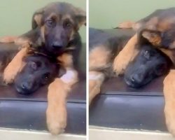 Puppy Hugs & Comforts His Dying Sister, Melts The Vets’ Hearts With His Love