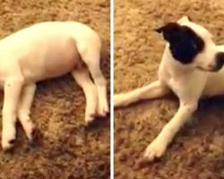 Puppy Lets Out A Thunderous Fart In His Sleep, Wakes Up And Freaks Out Adorably