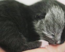 Rare Kitten Born With ‘Two Faces’ Grows Up Into The Most Beautiful Cat Ever