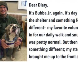 Rescue Dog Is Stuck At Shelter For 94 Days Before His ‘Favorite Volunteer’ Brings Him Home