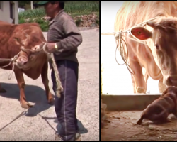 Dog’s Owners Sell The Cow Who Raised Him So He Ran Away To Find Her