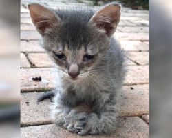 Sad kitten walks up to women on street, begging for someone to help him, but then she notices his paws