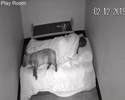 Shelter Worker Stays Behind For The Night To Comfort Scared Dog During Storm