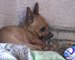 Pup Sits Frozen In Fear Waiting For Someone To Change His Mind About People