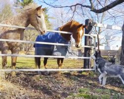 Horses share incredible friendship with Siberian Husky