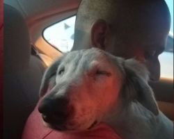 Street Dog Falls Asleep On The Shoulder Of The Man Who Decided To Rescue Him