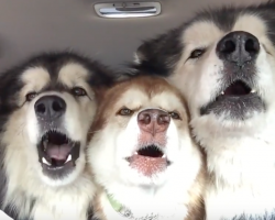 Alaskan Malamutes Sing The ‘Song Of Their People’ On The Way To The Groomer