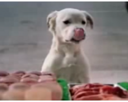Stray Dog Becomes A ‘Big Hit’ In Famous Budweiser Super Bowl Commercial