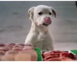 Stray Dog Becomes A Big Hit In Famous Budweiser Super Bowl Commercial