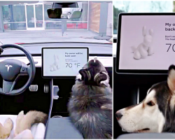 Tesla’s ‘Dog Mode:’ Keeps Your Pups Cool, Lets Passersby Know They’re Ok