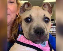 Abandoned puppy has adorable ‘Cinnamon Roll’ ears, and they helped her save her siblings