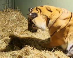 Tiger gives birth to lifeless cub, and then her motherly instincts kick in