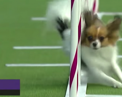 Tiny dog leaves competition in the dust as she sets agility speed record