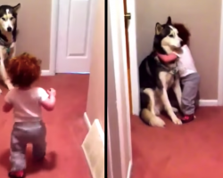 Toddler’s Scared Of Vacuum, Runs To Husky Who Puts On A Brave Face For His Girl
