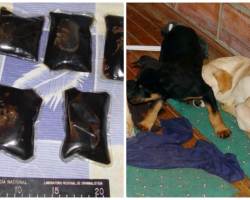 Veterinarian Busted For Smuggling Heroin Inside Puppies