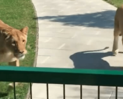 Woman’s forced to give up lions she adopted, bursts into tears when they reunite after 7 years