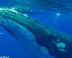Diver terrified by whale’s rough play — until she realizes he’s protecting her from danger