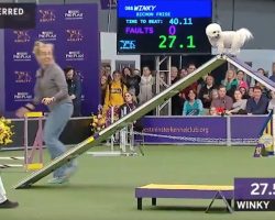 Funny dog leisurely tackles agility course and wins fans at Westminster dog show