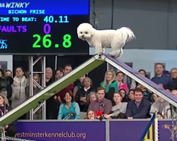 Winky The Bichon Frise Takes His Good Old Time Running The Agility Course