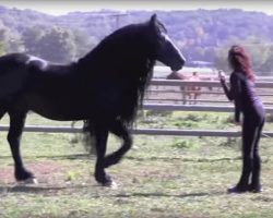 Friesian Stallion: Known For Majestic Beauty, Loving Personality & Grand Performances