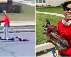 UPDATE: Charges Filed Against Woman Who Dragged Dog From Scooter Until His Paws Bled