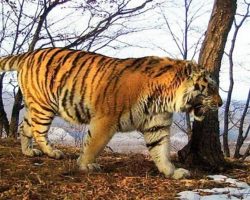 Wounded Tiger Defies His Instincts, Comes Out Of Wild To Ask Humans For Help