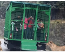 Revolutionary Chinese Zoo Lets Animals Roam Free, Puts Tourists In Cages
