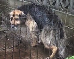 Owners Chained Dog In The Mud For A Decade, Then Got Offered $50 To Put Her Down