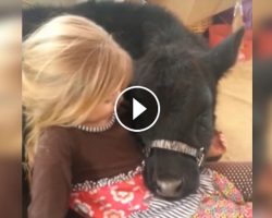 5-Year-Old Fails Miserably At Explaining To Mom Why There’s A Cow In The House