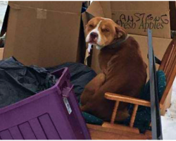 Dog Left Behind By Family Huddled In Trash Pile, Used Old Recliner For Warmth