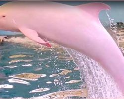 Louisiana Residents Captured A Very Rare Sight, A Pink Dolphin Swimming In The River