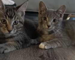 This mother cat is not about to leave her kittens behind. Watch how she protects them fiercely