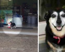 Pet Store Staff Caught A Dog In The Act During His Bizarre Daily Routine