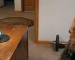 Dog misses mom and calls her at work, millions of people online can’t stop laughing