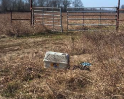 Bikers Stumble Upon A Crate With A Chewed-Up Roof, Make Life-Changing Discovery Inside