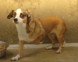 Terrified Dog Never Wagged Her Tail, Then Her Foster Dad Built Her A Bedroom