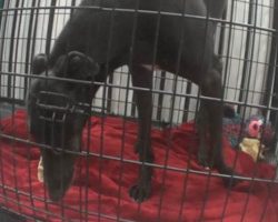 Greyhound In A Tiny Cage At A Blood Bank Is Taken To See And Smell The Ocean