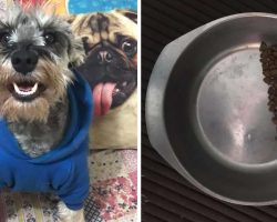 New Dog Mom Sees That Her Rescue Always Saves Half Of His Food