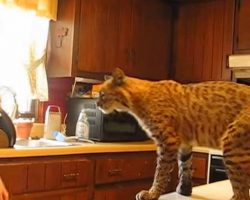 Boy Saves Bobcat From Forest Fire – Watch How Animal Thanks Him