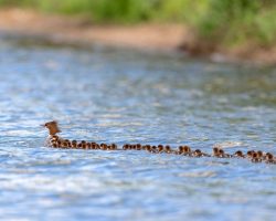 Nature Photographer Strikes Gold, Films ‘Super Mom’ Duck Towing 76 Ducklings