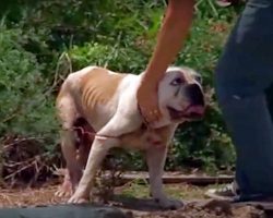 Bulldog Chained Up In Blistering 100-Degree Heat Was Cut Free Just In Time