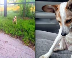 Dog Found Crying On The Side of The Road Immediately Kisses Her Rescuer