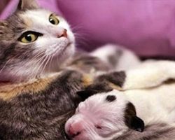 Motherly Cat Helps Save Day-Old Pit Bull Puppy