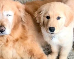 Golden Retriever Loses Both His Eyes, Gets His Own “Seeing-Eye” Puppy