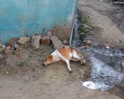 Stray Dog Found Exhausted From Pain Just Wanted One Person To Care