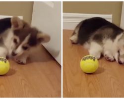Corgi Puppy Loses His Mind When Mom Gives Him First Tennis Ball