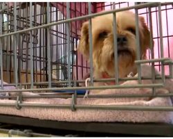 Animal Boarding Facility Reveals House Of Horrors– Over 80 Pets Rescued
