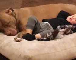 Rescue Dog Senses That His Tiny Human Is Sick And Refuses To Leave His Side